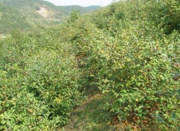 田林：實施油茶產業扶持政策 助力脫貧攻堅