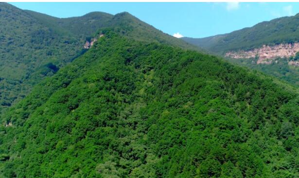 林業產業是規模最大的綠色經濟體，對推進林業現代化建設具有不可替代的作用