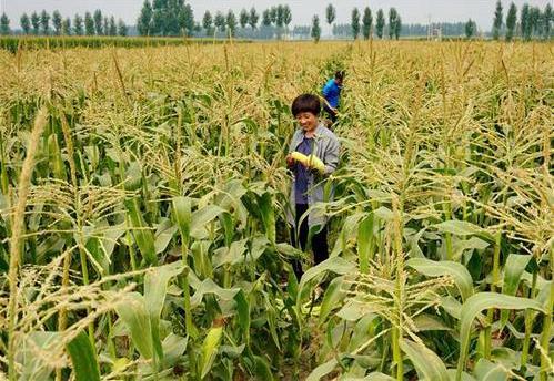 三部委：將水稻、玉米、小麥三大糧食作物制種納入中央財政農業保險保險費補貼目錄