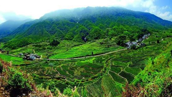 咸寧重振雄風推進茶文旅融合，做深做優做強茶產業