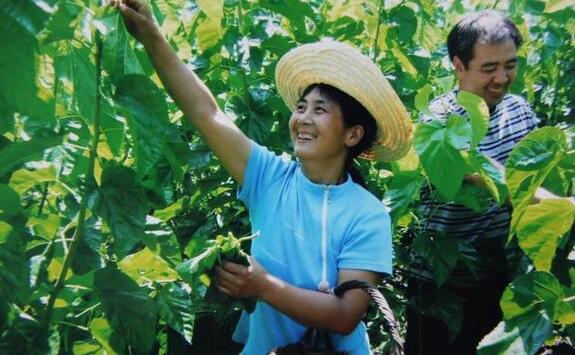 八桂大地續說蠶桑新故事——廣西蠶桑產業“十三五”發展成就側記